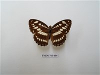 藏品(玄珠帶蛺蝶)的圖片